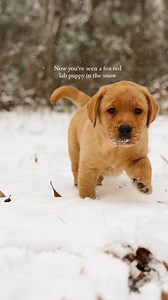 42K views · 1.1K reactions | Is fox red a Labrador color?… Yes, we...