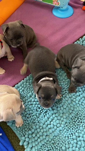 Mad because I took tigger plush away to wash it 🫣🥰 #tgif #happyfriday #madpuppy #puppybark #5weeksold #wee #dogs #dog #doggo #sweetpuppy #foryourpage #foryou #goviral #viral #trending #bulldogpuppy #fyp #frenchie #fridayvibes #fyppppppppppppppppppppppp #lilstinker