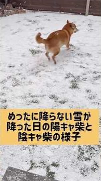 真逆過ぎる柴犬兄弟。 #柴犬
