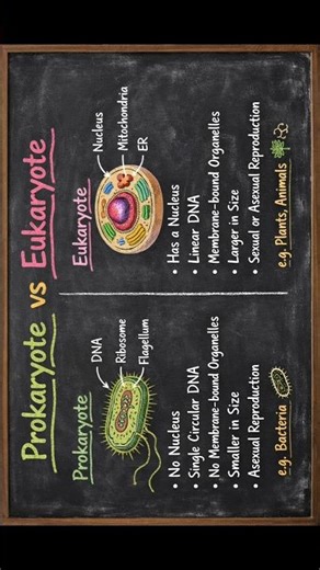 Prokaryote vs Eukaryote #biologybasics @ZooBot-20