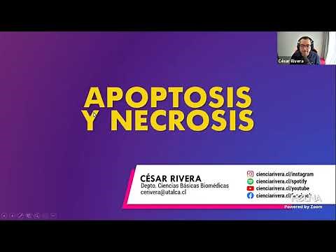 Apoptosis y Necrosis: Adaptación y muerte celular (parte 3) | Fisiopatología | Dr. César Rivera