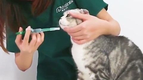 4Pcs Cat Pill Shooter Plunger Popper for Small Pet Cat Dog Soft Tip Tablet Syringe Pusher Pill Gun Dispenser Pet Medicine Feeder Piller Popper Medical Feeding Tool Accessories for Animals