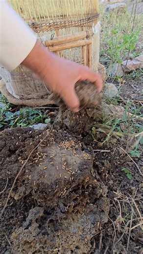 14K views · 164 reactions | Protein Power — The Key to Partridge Strength #partridgechicks #partridges #termites #pets #birdslover #trending | Birds 9 | Facebook