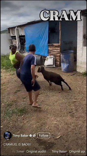 Goat Vs Woman: It's HotGirl Summer But These Goats Ain't Playing Out Here! | @TonyBakercomedy