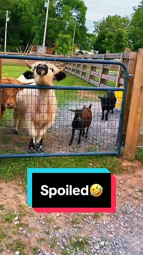 Adorable Mini Farm Animals: Meet Poppy, Petunia, Blanche, Dolly, and More!