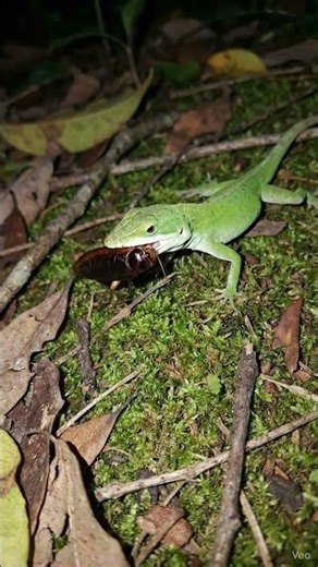 🦎 Lizard Hunting Live 😱 | Chipkali Ka Shikar | Nature Wildlife Short Video 🌿🔥