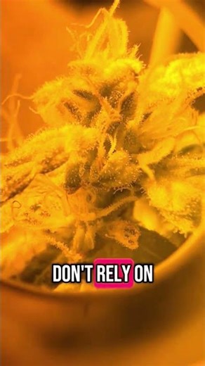 Grow tips How to get light cycles perfect