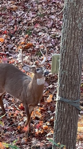 Have you ever had a buck come in and check out your camera? #ITSINOURBLOOD #outdoors #hunting #deer #deerhunting #whitetails | The Sportsman Channel