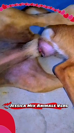 #crossbreeding #dog #doglovers #dogmeeting #dogbreeding #tiktok #fyp #whitedogmeeting