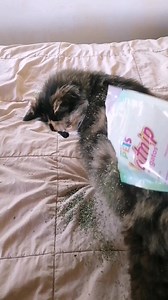 27K views · 762 reactions | Catnip para gatos(beneficios) #hierbagatera #catnip #gatos #Nocompresadopta #gatoslindos #gatoscatnip #cat #gatosquecuran #gatosfelices | MUNDO GATO | Facebook