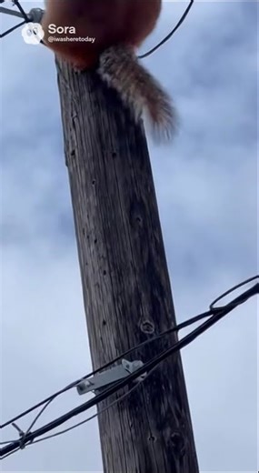 fat squirrel makes telephone pole fall