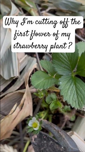 Cutting off the first flower of my Strawberry Plant