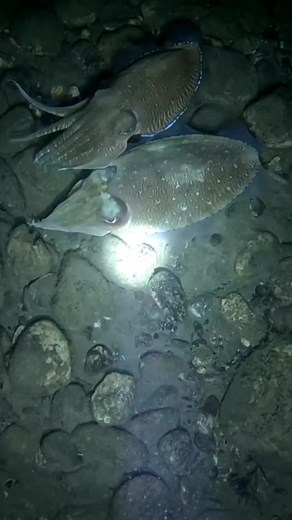 235K views · 4.9K reactions | Lot's of Cuttlefish! #fishing #spearfishing | One Fish Adventure | Facebook