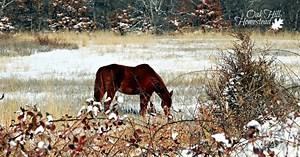 How to Keep Livestock Water from Freezing