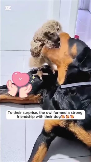 Injured Owl Rescue by Kind Humans | Heartwarming Wildlife Recovery