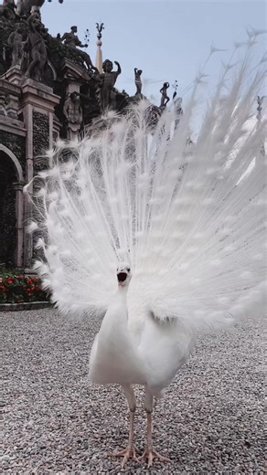 Rare White Peacock Beauty in Isolabella, Italy
