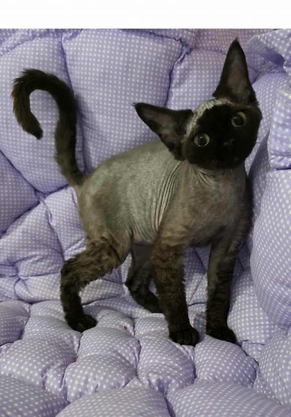 Devon Rex 🐈‍⬛#devonrex #devonrexflorida #devonrexkittens #devonrexcat #devonrexlife