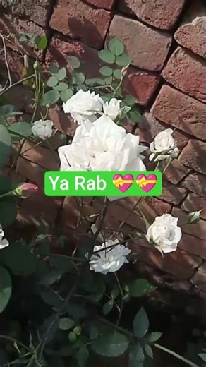 ya rab Teri mohabbat ka Kuch #shortvideos #hijabehaya #love #video #viralvideos #youtuberlife