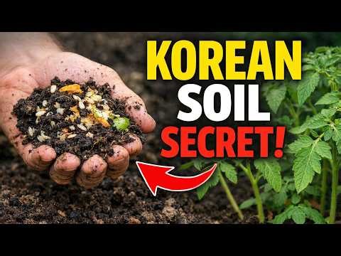 The Ancient Korean Secret: How To Triple Plant Growth Without Fertilizer!