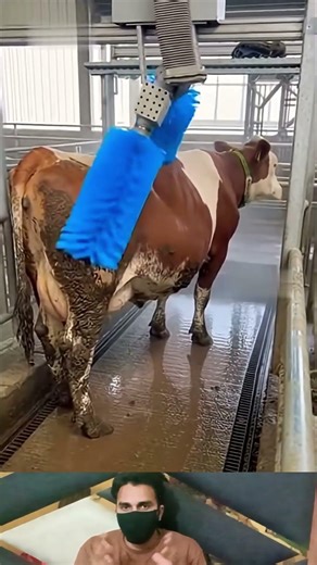 Animals cleaning shower with washing machine #cow #baffalo #bull #bullfarm #bullfarm #bigfat