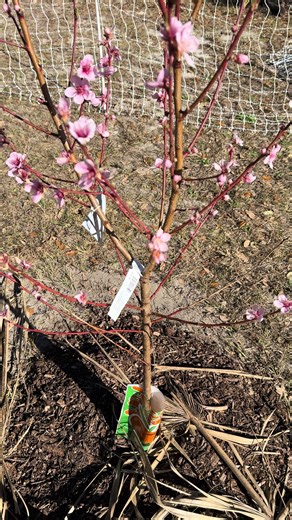 Just a peach tree! #peach #garden #orchard #gardening #foodforest