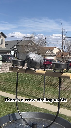 Gizmo's Battle: Parrot vs Crow | Funny Bird War