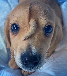 29K views · 429 reactions | 'Unicorn' pup with tail growing in his head is rescued – when veterinarians examined the X-ray more closely, they couldn't believe their eyes... Check the comments | Pets Time | Facebook