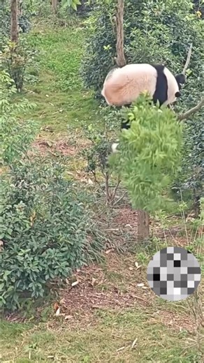 Nhất định bạn phải đến Panda Language Center để học tiếng Trung☺️. Vì chỉ khi bạn đến Panda, bạn sẽ tự tin hoà nhập ở mọi nơi🤭 | Panda Language Center