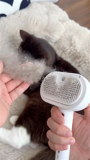 It’s still best to use this spray comb to remove loose fur from your cat. It not only brushes away the shedding hair but also makes your cat feel comfortable#cat #petcare #cat #tiktokshop #immersive_115 #spraycomb #nailclippers #fblifestyle #catpick | Mr.Kitter Meow | Facebook