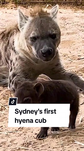 Meet Sydney's First Hyena Cub | Adorable Baby Hyena in Sydney Zoo