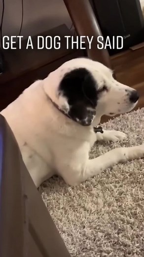 Funny Dogs Compilation: Cute & Hilarious Dog Moments
