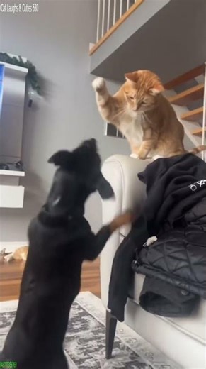 Smart Cat talks back to owner - Cat Trend 🥹 So Cute!
