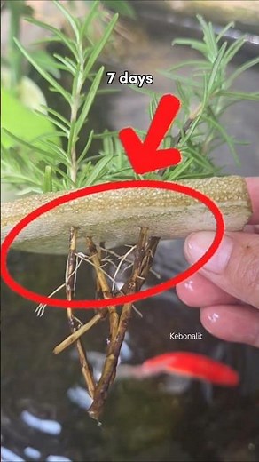 The Best Hack for Growing Rosemary Cuttings Fast