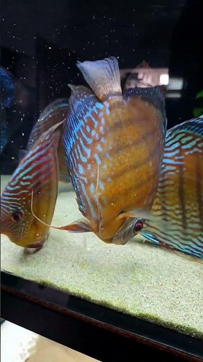 Creating the Perfect Discus Fish Habitat #shorts