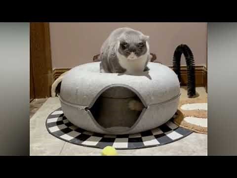 Cattasaurus "Peek-a-boo" Cat Cave - Donut Cat Hideaway Cave Cattasaurus