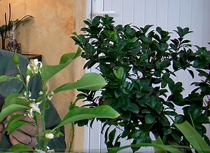 Eliminer les acariens des plantes d'intérieur : 5 astuces efficaces