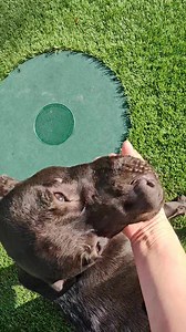 Come meet some of the wonderful dogs on this gorgeous day! Thrift shop also opens today 12-4! We have cookies, coffee, cider, cocoa and canines. What else would you want to do on a Saturday!? | Coos County Animal Shelter