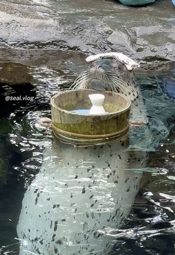 箱根の温泉あざらしヒマワリちゃんの魅力🌻