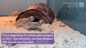 New Horny Toad Hatchlings At Texas Zoo