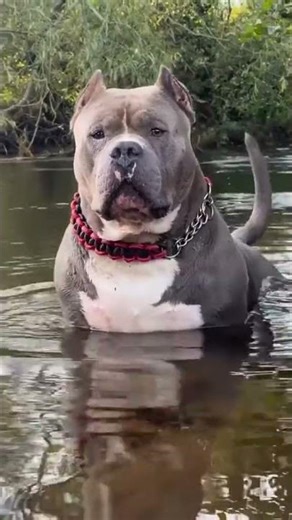 Saí de Casa e um Cachorro Veio Correndo! Minha Reação Épica 🤣🐶