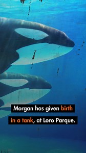 🚨💔 Morgan the orca has given birth in her tank at Loro Parque, her little calf born into a life of exploitation. This is not conservation. This is cruelty. Morgan’s last calf died in this same prison at the age of two, one of four orcas to die there since 2021. TUI are still profiting from this cruelty even though their animal welfare policy says they don’t sell breeding venues. Send an email to TUI now, telling them to stop supporting animal cruelty: https://bit.ly/4ld6j0Z | World Animal Prot