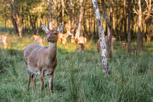 DNR Urges Hunters to Prepare for Deer Season with New License System