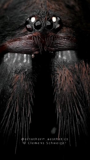 Clemens Schweiger on Instagram: "8 eyes Spider face compilation You can see some gorgeous specimens. The variety of coloration really shows in this one. Displayed are (not in correct order): Orphnaecus sp. Blue Luzon Ornithoctoninae sp. Vietnam silver Linothele fallax, Brazilian curtain-web spider Cheiracanthium punctorum Linothele sericata, Colombian curtain web spider Orphnaecus philippinus, Philippine tangerine tarantula Haploclastus devamatha, Polychromatic earth tiger tarantula"