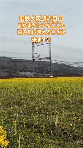 近鉄大阪線赤目口、まだまだレアな〇〇と、菜の花に映える〇〇 #近鉄大阪線 #赤目口 #菜の花