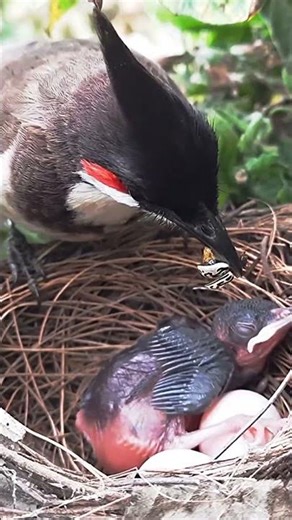 “Mother Bird’s Morning Call 🐦✨” #babybirds
