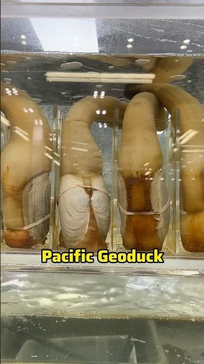 Let’s meet the giant clam / geoduck alive
