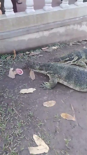 “Monitor Lizards vs Crow – Wild Food Fight Caught on Camera!”