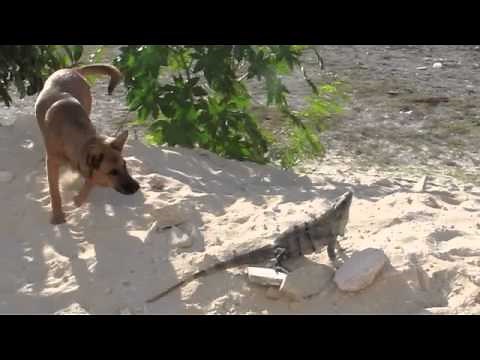 Iguana vs Dog