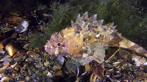 Sea Bottom Fish Black Scorpionfish Scorpaena: vídeo stock (100% livre de direitos) 28399087 | Shutterstock