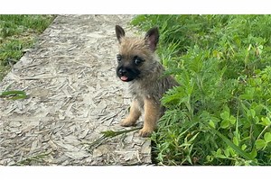 Bethany - Cairn Terrier Puppy B3030E